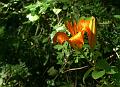 lilium bulbiferum